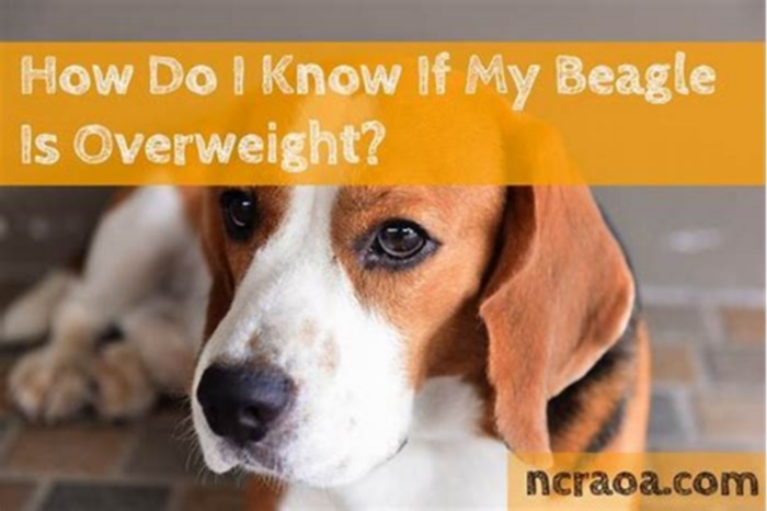 How to tell if your Beagle is overweight