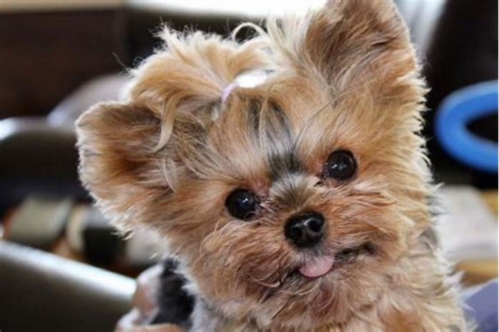 How to tell if your Yorkie is a teacup?