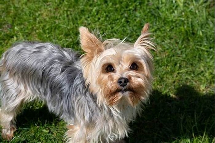 Is 16 old for a Yorkshire Terrier