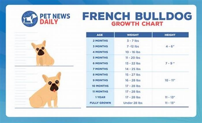 Is 17 kg heavy for a French Bulldog