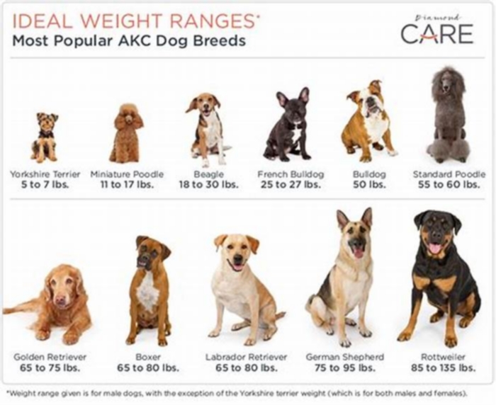 Is 25 kg heavy for a dog?