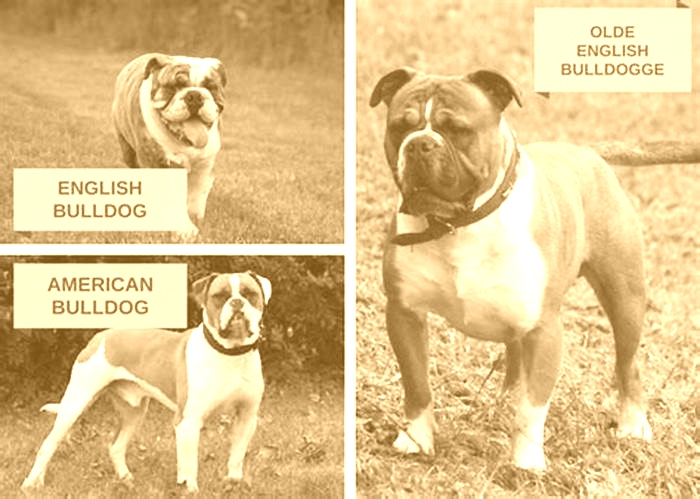 Is 4 old for an English Bulldog