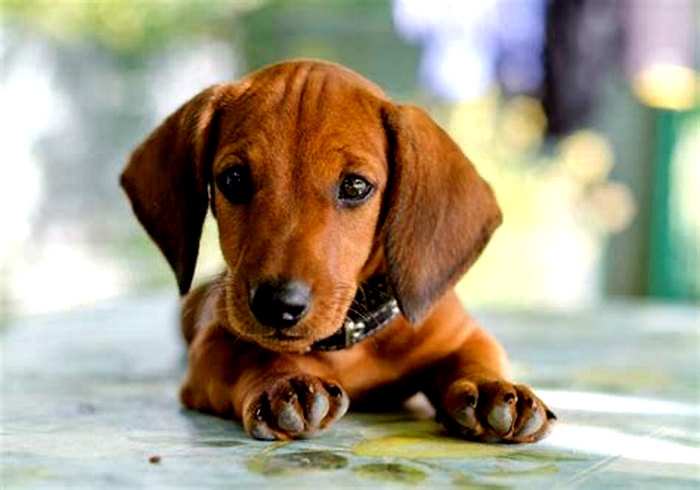 Is A Dachshund a healthy breed