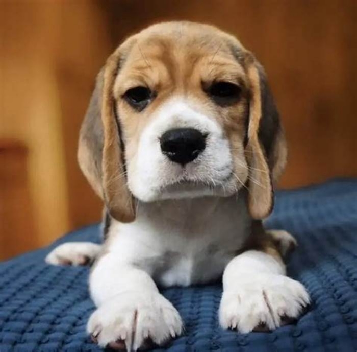 Is Beagle high maintenance?