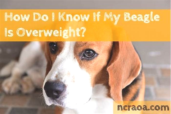 Is Your Beagle Overweight? Signs and Solutions