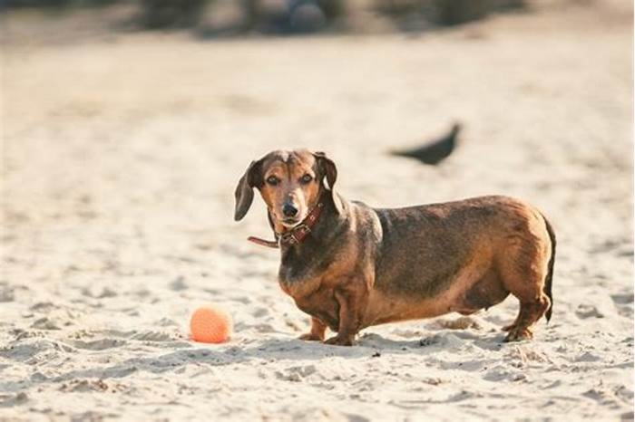 Is Your Dachshund Overweight? Signs to Watch For