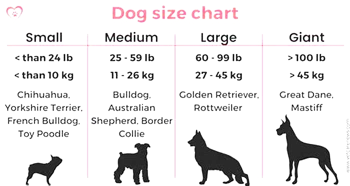 Is a 20kg dog medium or large