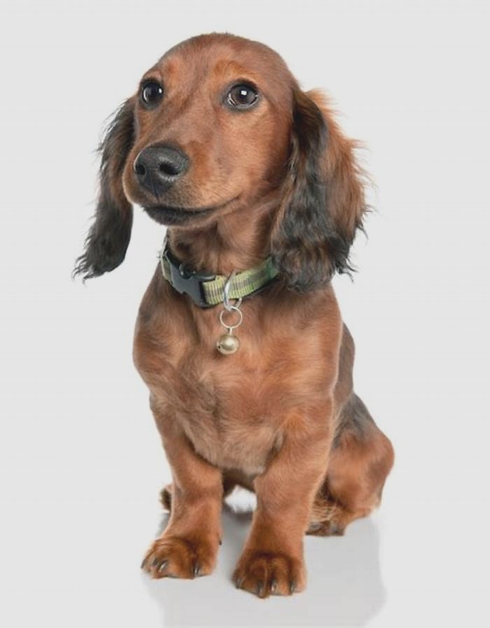 Is a 7 year old dachshund old?