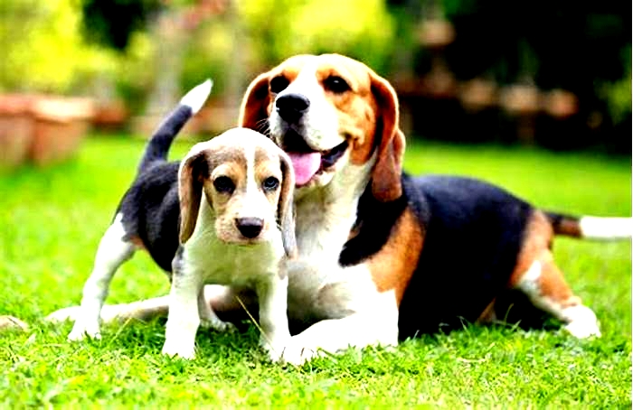 Is a Beagle a medium or large dog