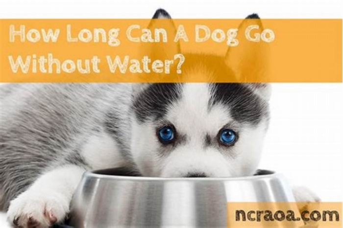 Is it OK for a dog to go 12 hours without water