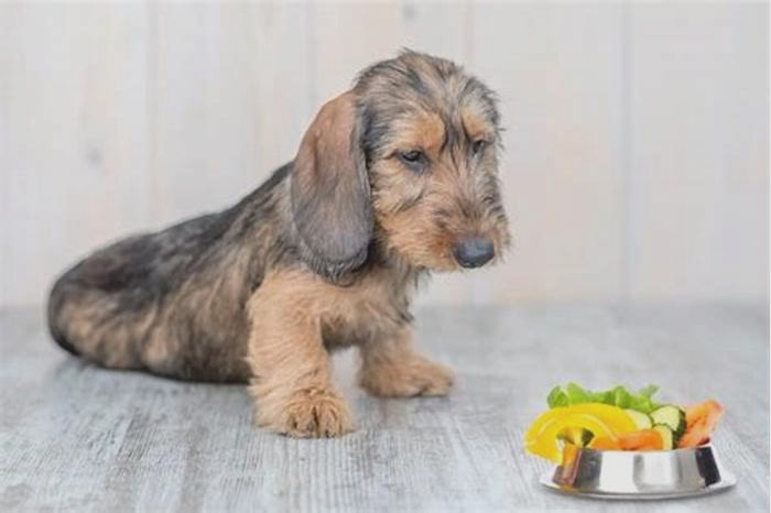 Is it OK to feed a dachshund once a day