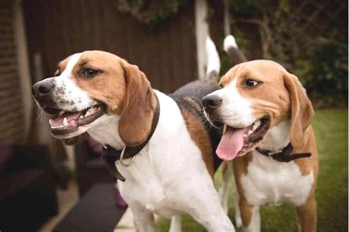 Is it better to have 1 or 2 Beagles?