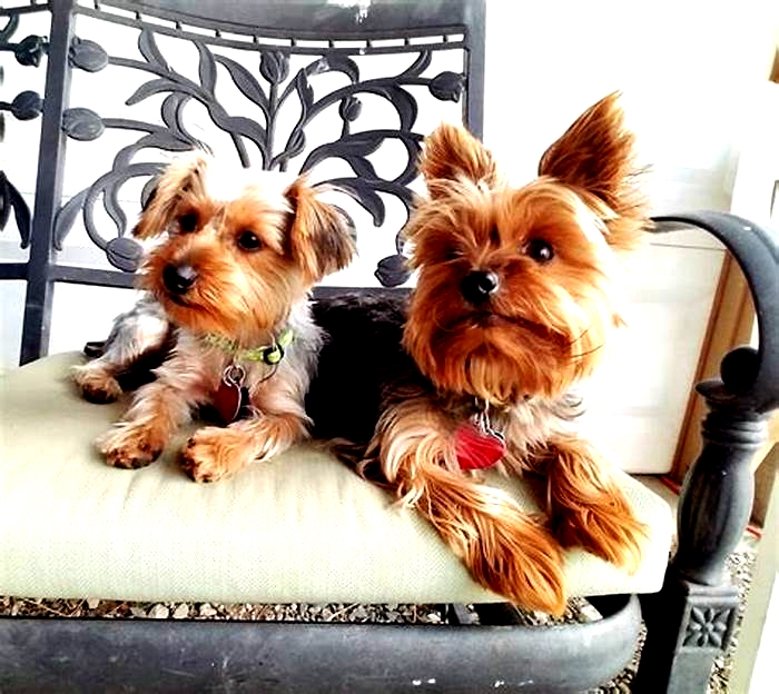 Is it better to have 2 Yorkies or 1