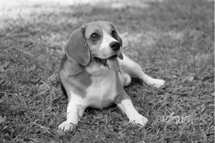 Is it better to have a male or female Beagle