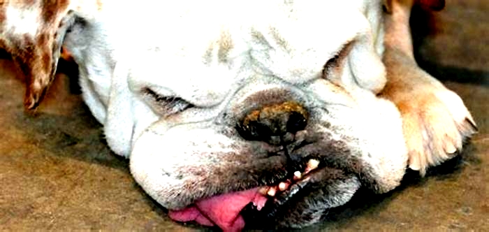 Is my English bulldog dying