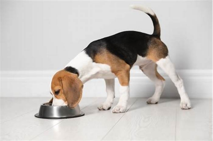 Is rice good for Beagles