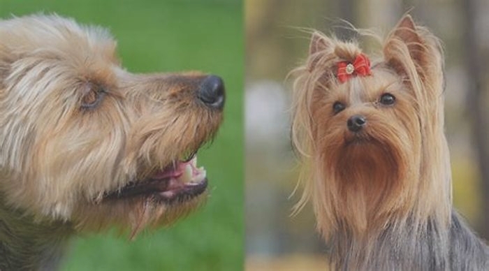 Is there a difference between a Yorkie and a Yorkshire Terrier