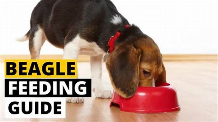 Managing Beagle Portion Control A Guide for Responsible Feeding