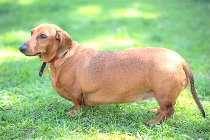 Obese Dachshund Health What Owners Need to Know