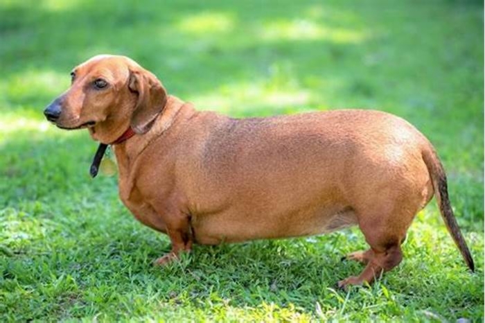 Obese Dachshunds Understanding the Health Implications