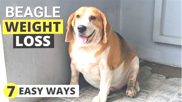 Overweight Beagle? Here’s How to Get Them Back on Track