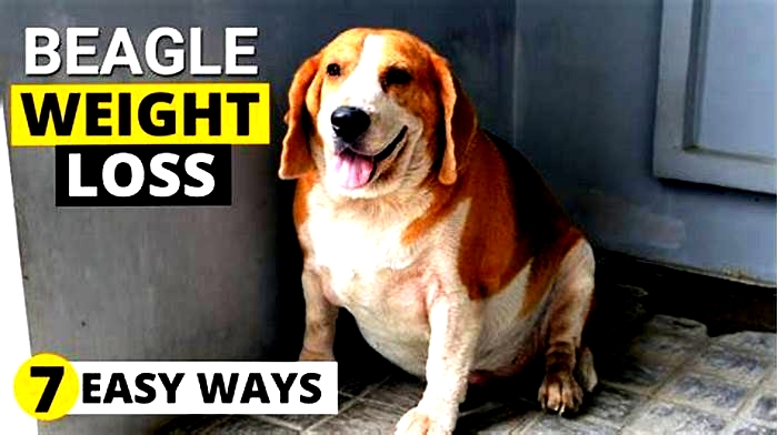 Overweight Beagle? How to Help Your Pet Achieve a Healthy Weight