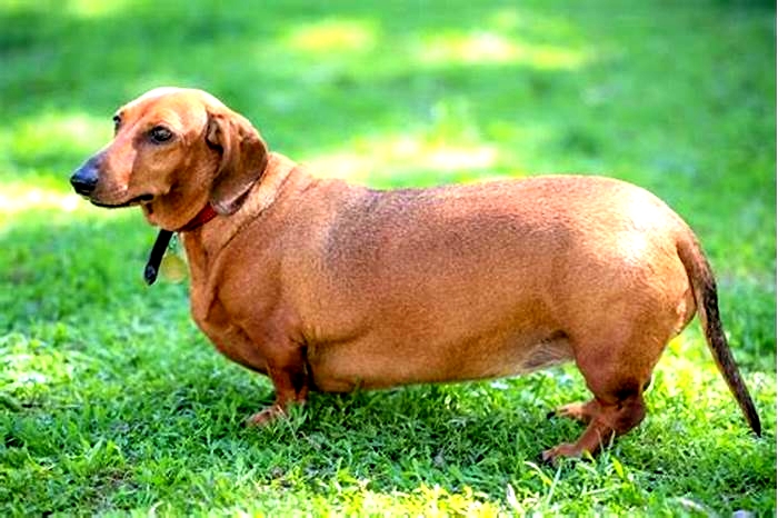 Overweight Dachshund? Here’s How to Get Them Back in Shape