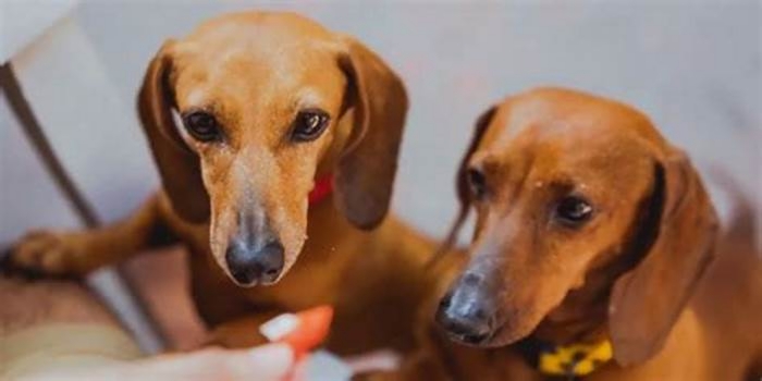 Preventing Obesity-Related Illnesses in Dachshunds