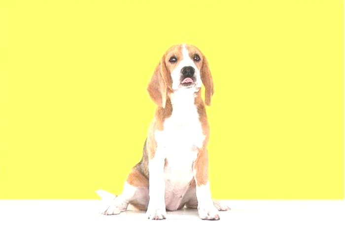 Preventing Obesity in Beagles: Tips for Proactive Pet Parents