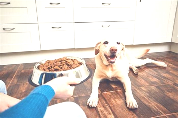 Should I feed my dog more if he's hungry?