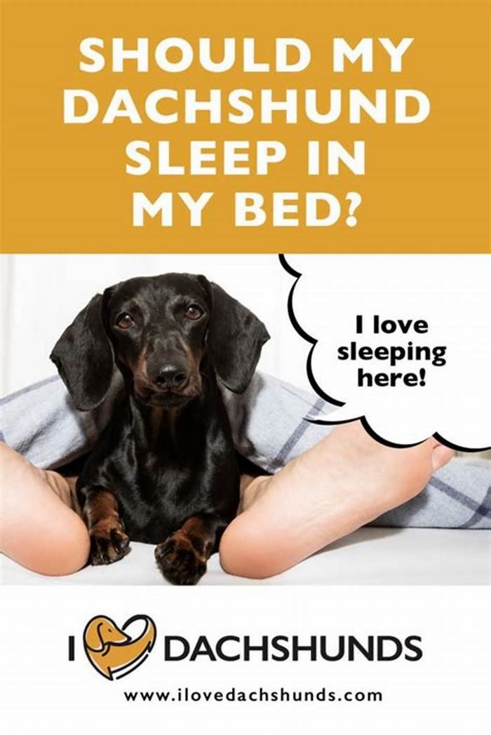 Should I let my dachshund sleep with me?