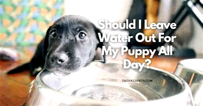 Should you leave water out for a dog all day?