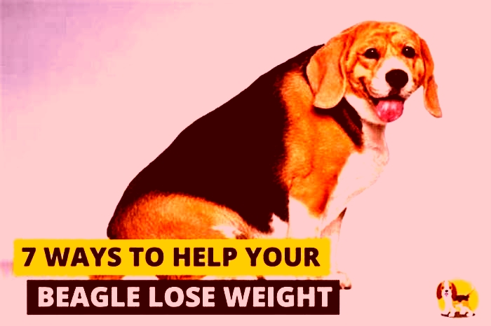 Slimming Down Tips for Managing Weight in Your Beagle