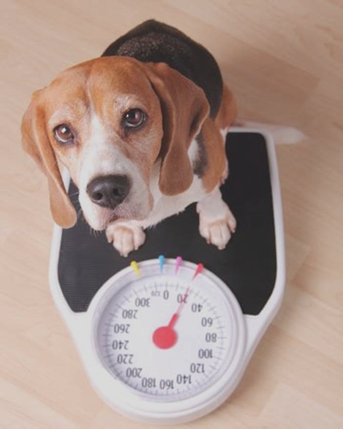 The Beagle Weight Crisis Understanding Obesity in Your Pet