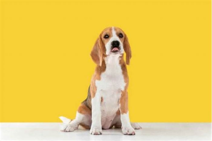 The Dangers of Obesity in Beagles Risks and Prevention