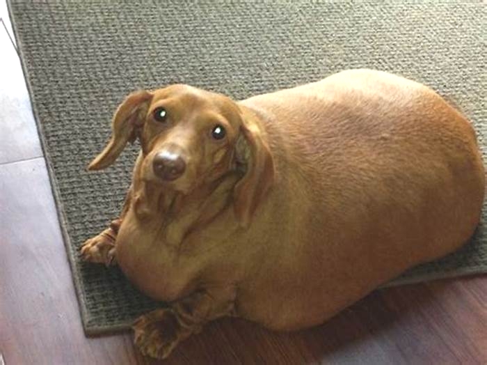 The Economic Impact of Dachshund Obesity on Owners