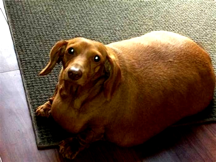 The Emotional Toll of Dachshund Obesity on Owners