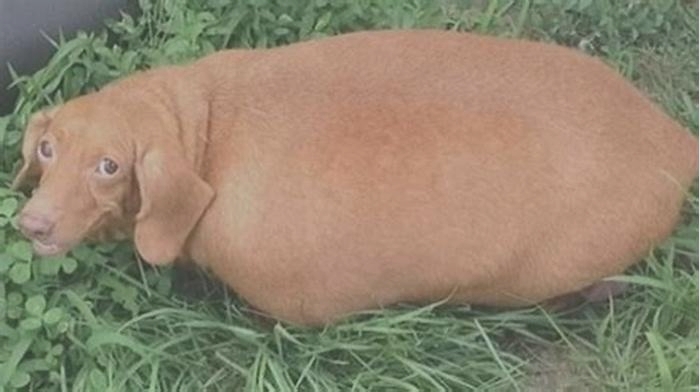 The Environmental Impact of Dachshund Obesity