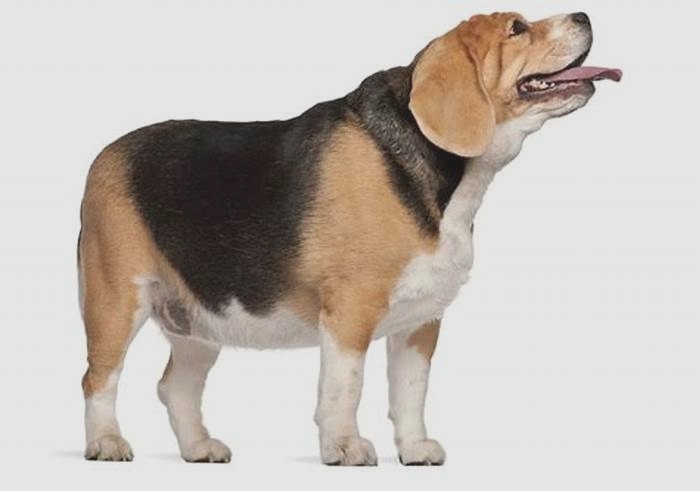 The Health Risks of Obesity in Beagles: What You Need to Know