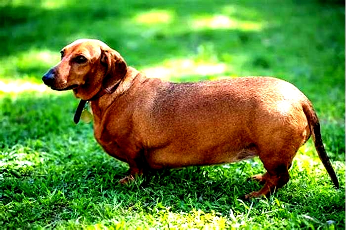 The Health Risks of Obesity in Dachshunds