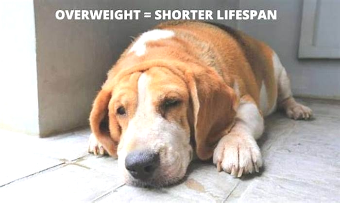 The Link Between Beagle Obesity and Joint Problems