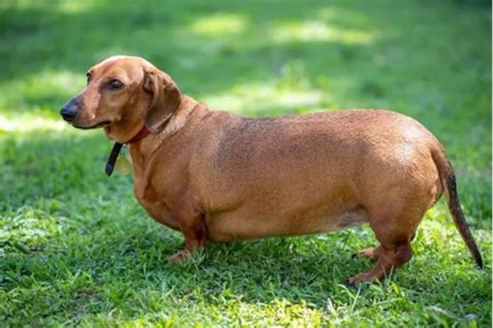 The Link Between Dachshund Obesity and Joint Problems