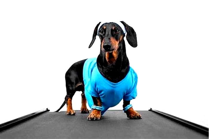 The Role of Exercise in Dachshund Weight Management