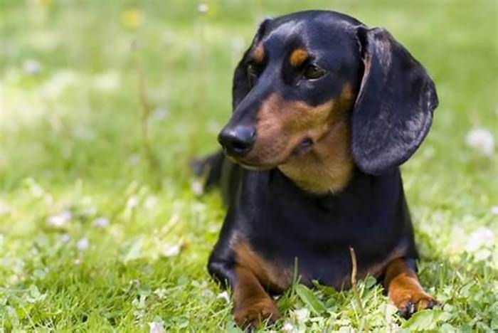 Tips for Preventing Obesity in Dachshunds