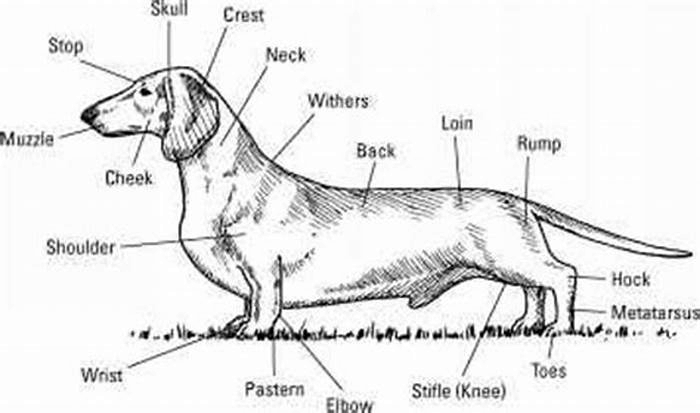 Understanding Dachshund Body Composition