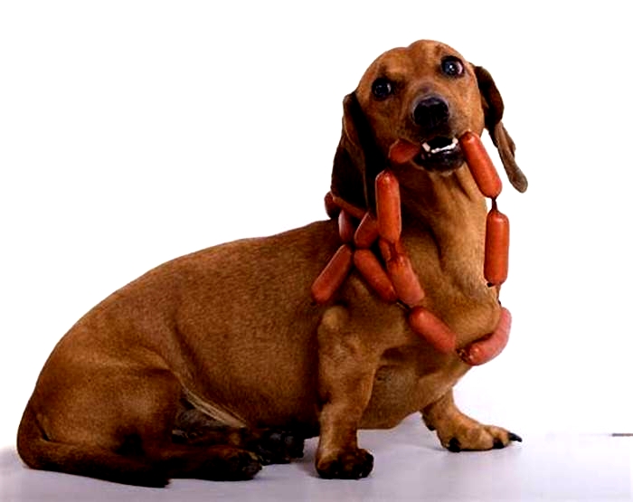 Understanding Dachshund Obesity: Tips for a Healthier Pet