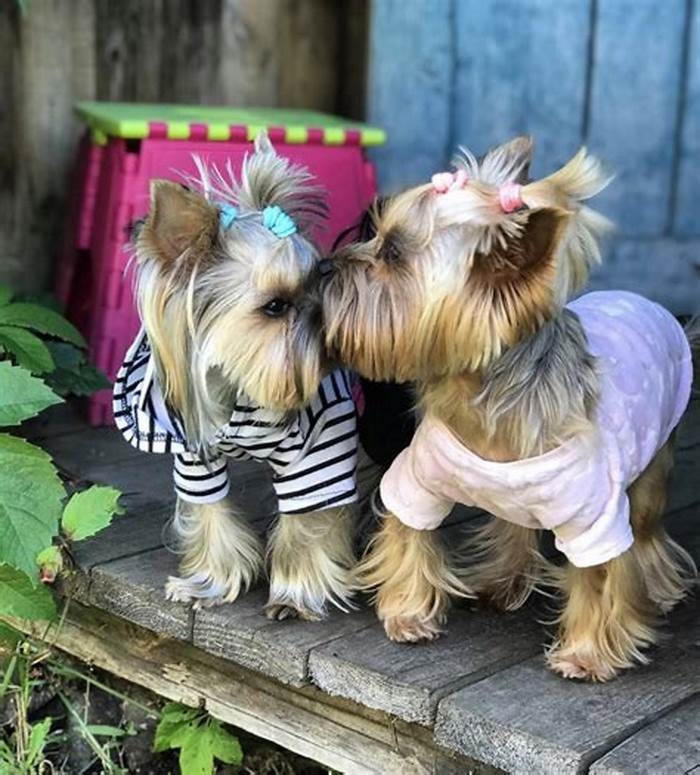 What Yorkies don t like