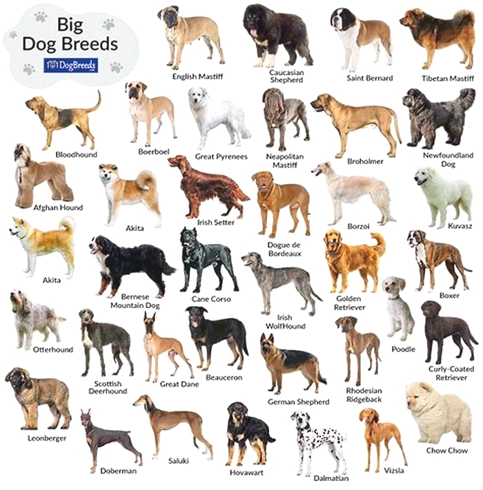 What breed of dog is 80 kg?