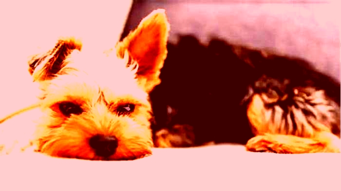 What causes death in Yorkies?