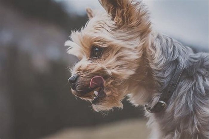 What causes in Yorkies